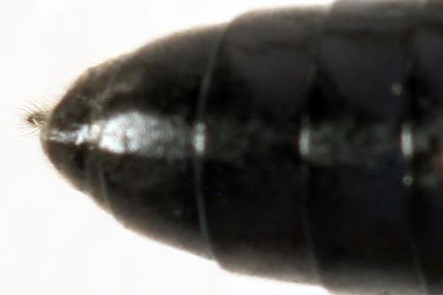 Réf. 291 904 : Tenthredo trabeata