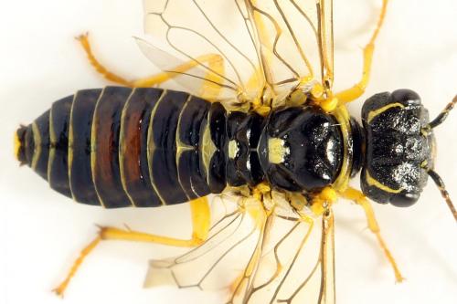 Pamphilius balteatus