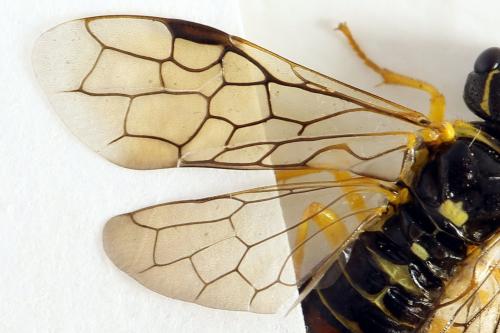 Pamphilius balteatus