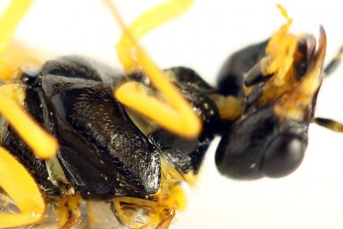 Pamphilius balteatus