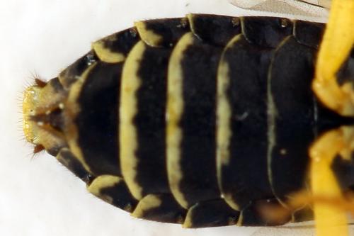 Pamphilius balteatus