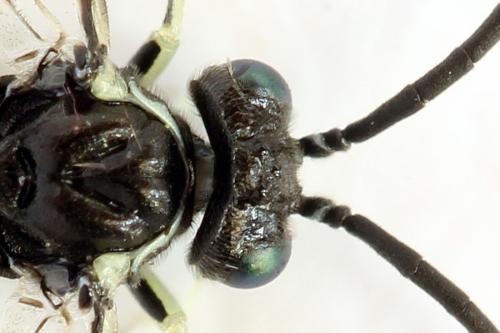 Réf. 291 941 : Macrophya albipuncta