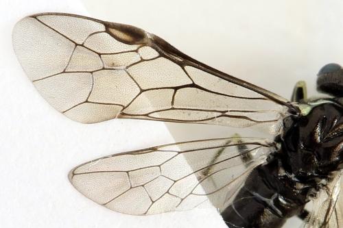 Réf. 291 942 : Macrophya albipuncta