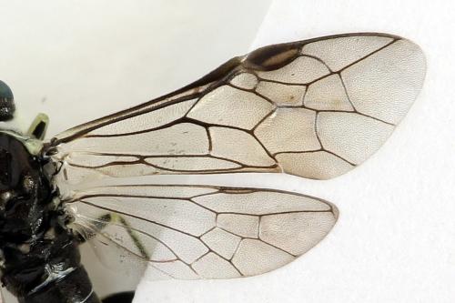 Réf. 291 943 : Macrophya albipuncta