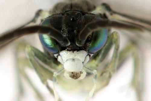 Réf. 291 946 : Macrophya albipuncta