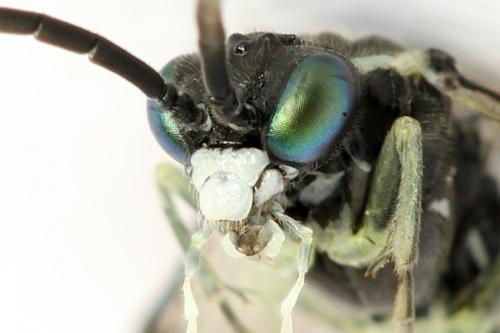 Réf. 291 947 : Macrophya albipuncta