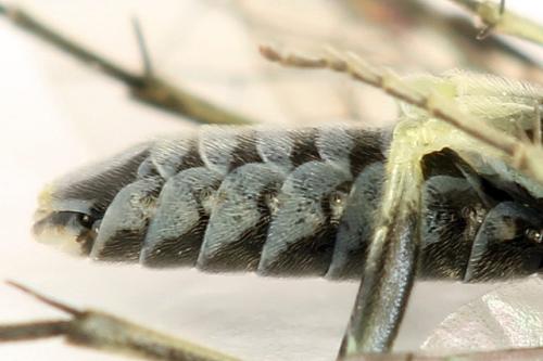 Réf. 291 948 : Macrophya albipuncta
