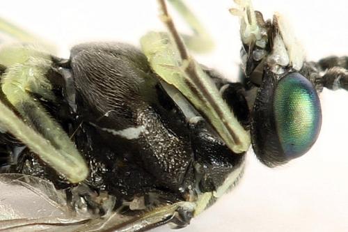 Réf. 291 949 : Macrophya albipuncta