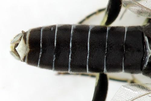 Réf. 291 951 : Macrophya albipuncta
