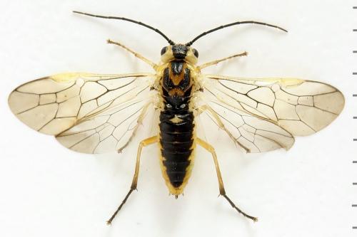 Euura poecilonota