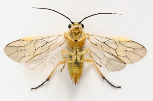 Euura poecilonota