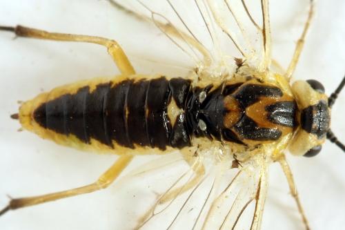 Euura poecilonota