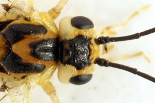 Euura poecilonota