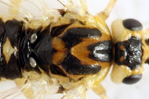 Euura poecilonota