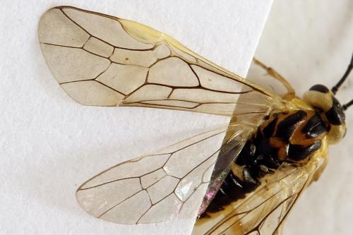 Euura poecilonota