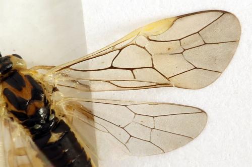 Euura poecilonota