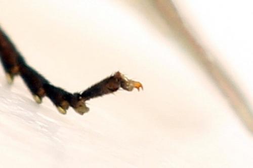 Euura poecilonota