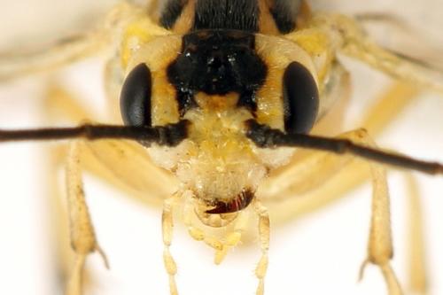 Euura poecilonota