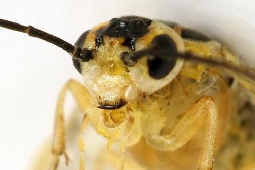 Euura poecilonota