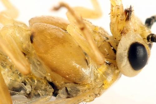 Euura poecilonota