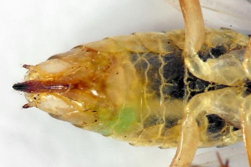 Euura poecilonota