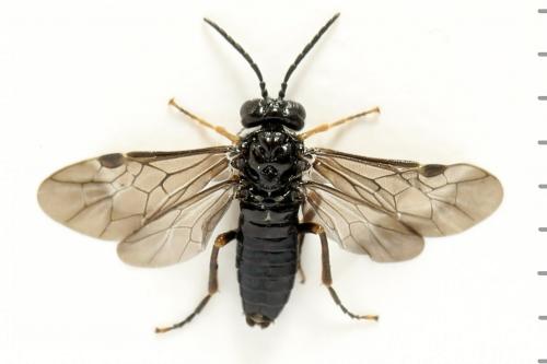 Réf. 291 805 : Stethomostus fuliginosus