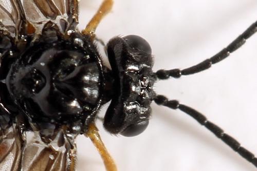 Stethomostus fuliginosus