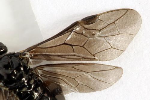 Stethomostus fuliginosus