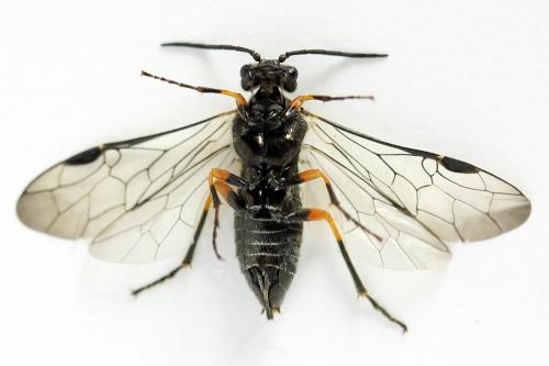 Dolerus gonager