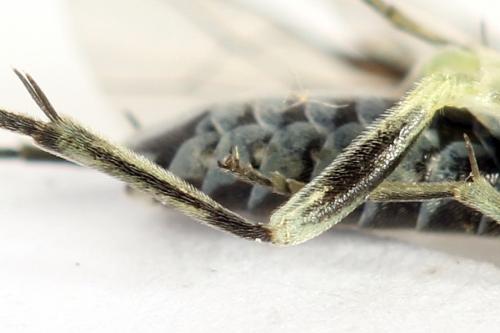 Réf. 291 950 : Macrophya albipuncta