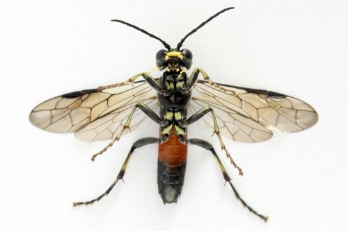 Réf. 291 906 : Tenthredo trabeata