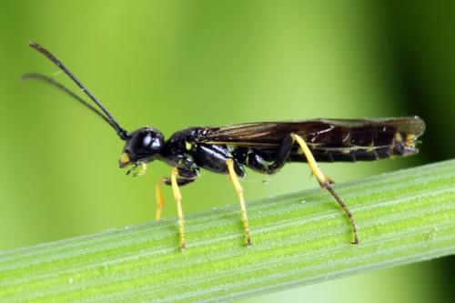 Cephus spinipes
