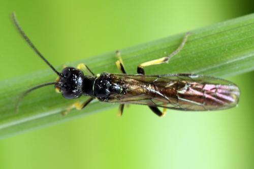 Réf. 291 001 : Cephus spinipes