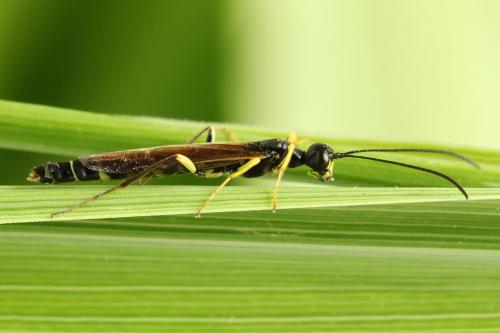 Calameuta filiformis