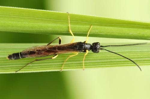 Réf. 291 055 : Calameuta filiformis