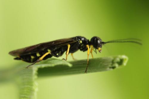 Cephus spinipes