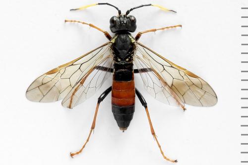 Réf. 291 763 : Tenthredo ferruginea