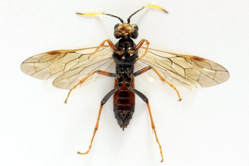 Réf. 291 764 : Tenthredo ferruginea