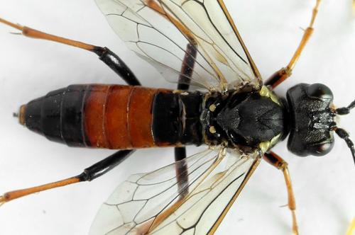 Réf. 291 765 : Tenthredo ferruginea