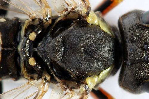 Réf. 291 766 : Tenthredo ferruginea