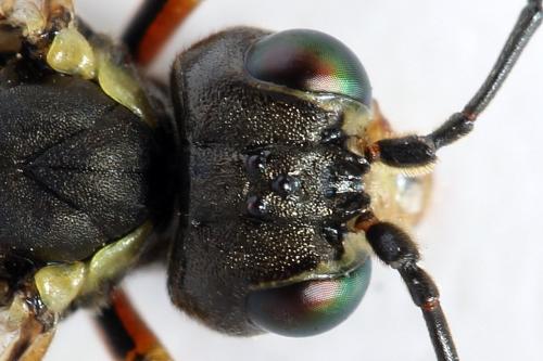 Réf. 291 767 : Tenthredo ferruginea