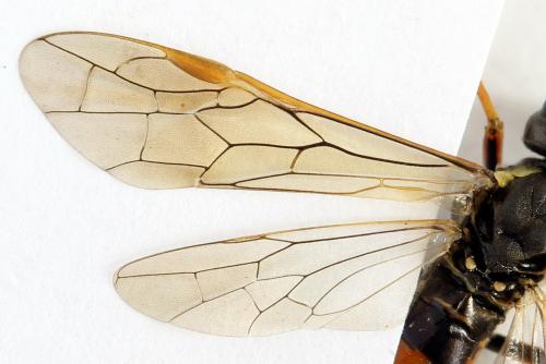Réf. 291 768 : Tenthredo ferruginea