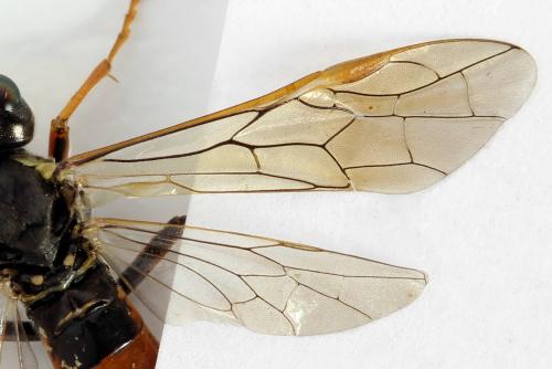 Réf. 291 769 : Tenthredo ferruginea