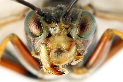 Réf. 291 772 : Tenthredo ferruginea