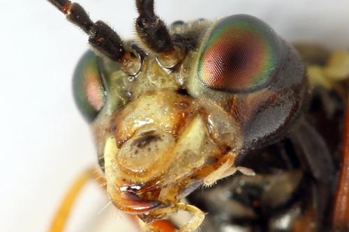 Réf. 291 773 : Tenthredo ferruginea