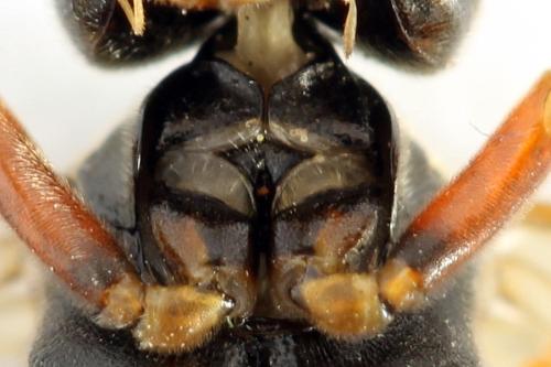 Réf. 291 776 : Tenthredo ferruginea