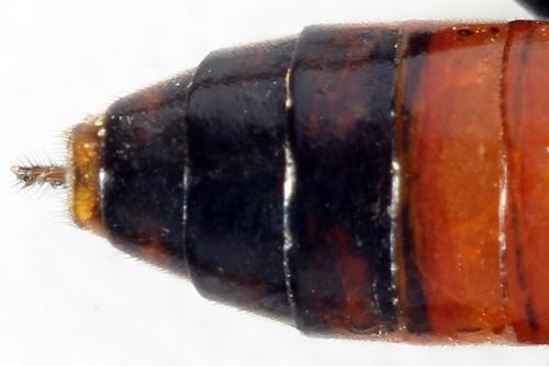 Réf. 291 777 : Tenthredo ferruginea