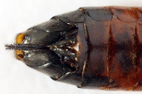 Réf. 291 778 : Tenthredo ferruginea