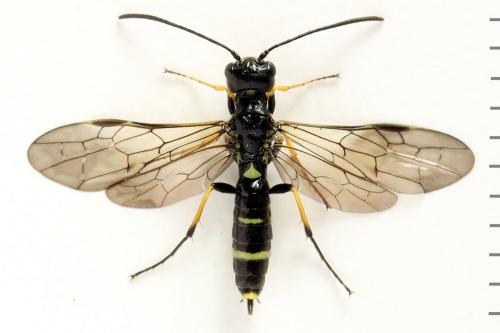 Cephus spinipes