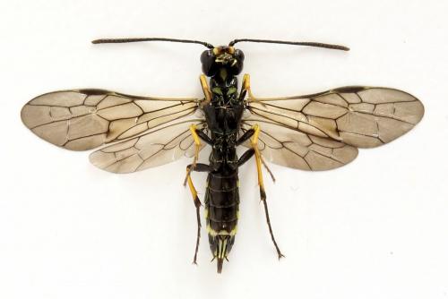 Cephus spinipes